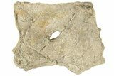 Fossil Mosasaur (Platecarpus) Parietal/Frontal Bone - Kansas #187463-1